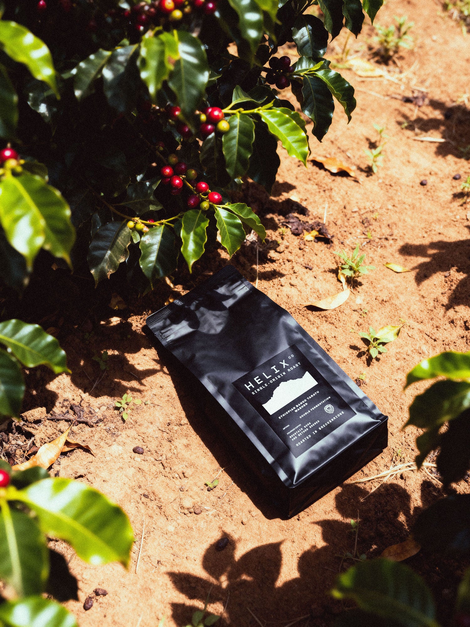 Ethiopian Banko Taratu Single-Origin